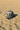 PEACE OF MIND cap